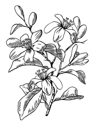 Fleurs d'Oranger