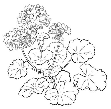 Géranium